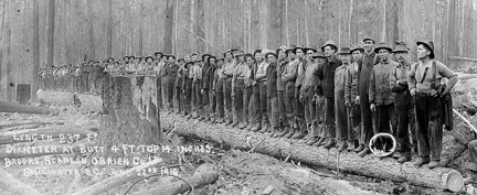 A work crew in 1918 standing along a 237' tree described as having a diameter at butt 4' and 14" at top.